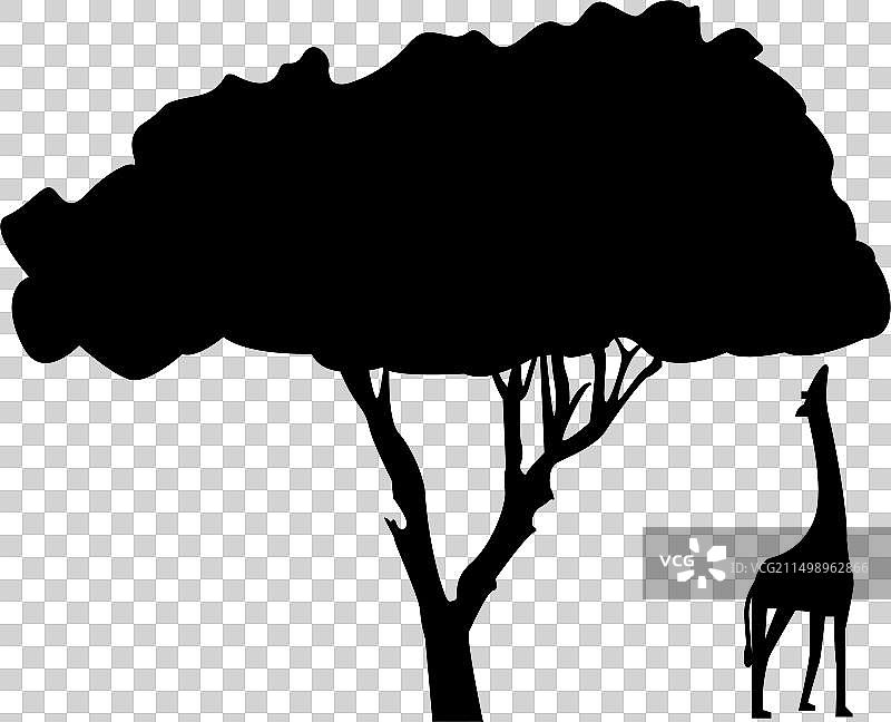 长颈鹿图片素材