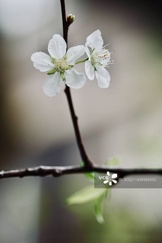 春天盛开的白色花朵图片素材