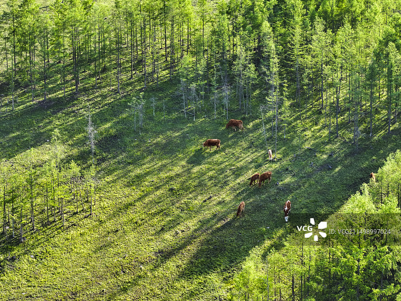 无人机航拍吉林省延边州图们市森林中散放的延边黄牛。图片素材