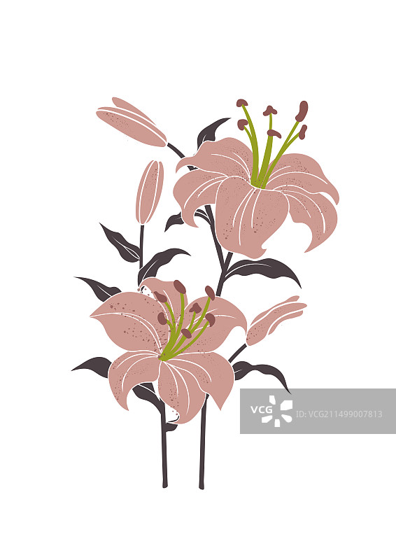 百合花插画图片素材