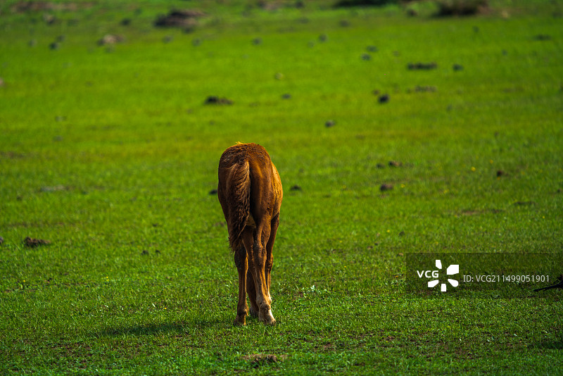 草原上的牛图片素材