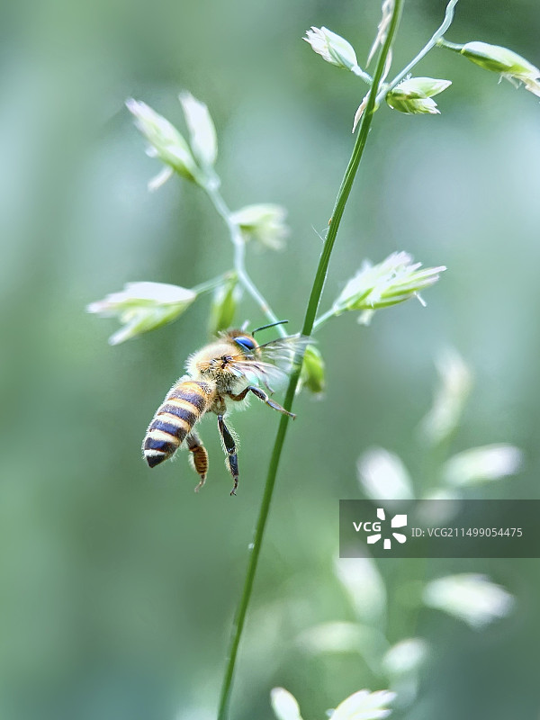 小蜜蜂图片素材