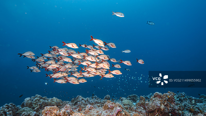 鲷鱼鱼群图片素材