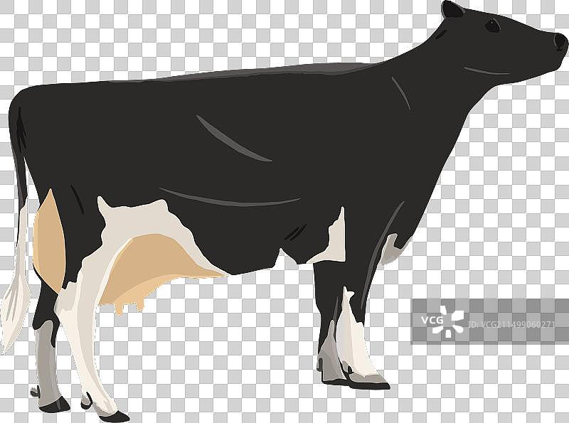 站立的奶牛图片素材