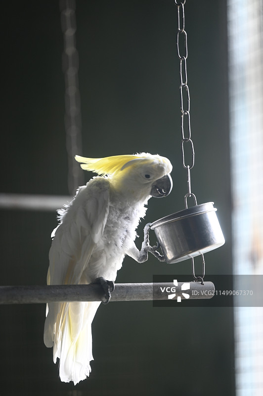 笼中鸟的特写镜头图片素材