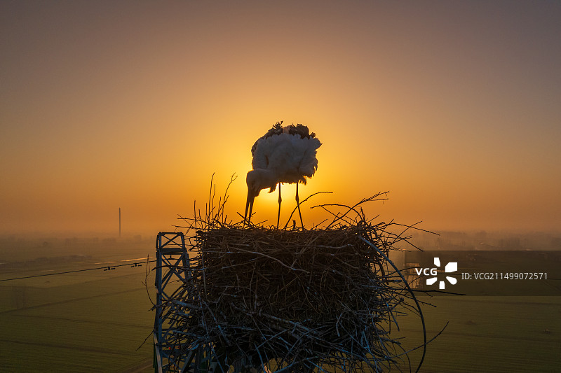夕阳下的东方白鹳图片素材