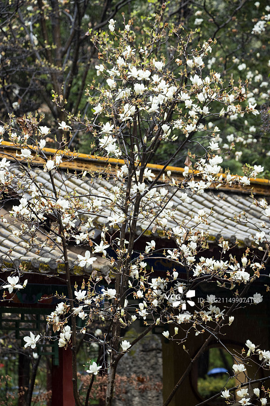 昆明昙华寺白玉兰花盛开图片素材