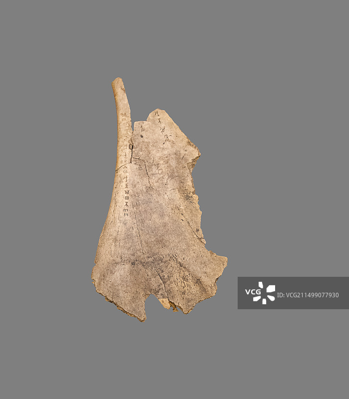 安阳殷墟，刻画有文字的甲骨图片素材