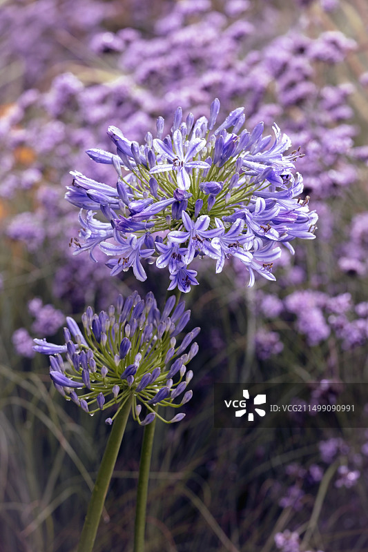 百子蓮图片素材