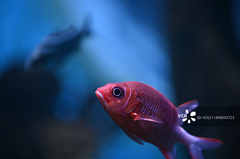 鱼在水族馆游泳的特写镜头图片素材