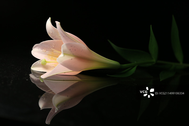 黑色背景下盛开的百合花朵特写镜头图片素材