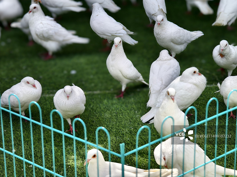 和平鸽图片素材