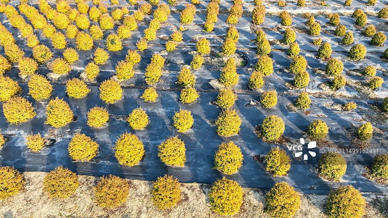 金黄色的排列整齐的小灌木图片素材