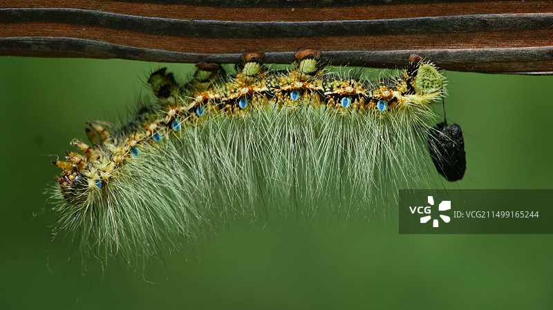 毛毛虫图片素材