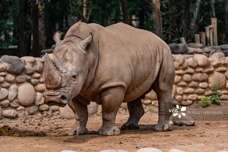 犀牛图片素材