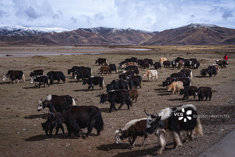 甘南果洛自治州达日县黄河边的牦牛图片素材