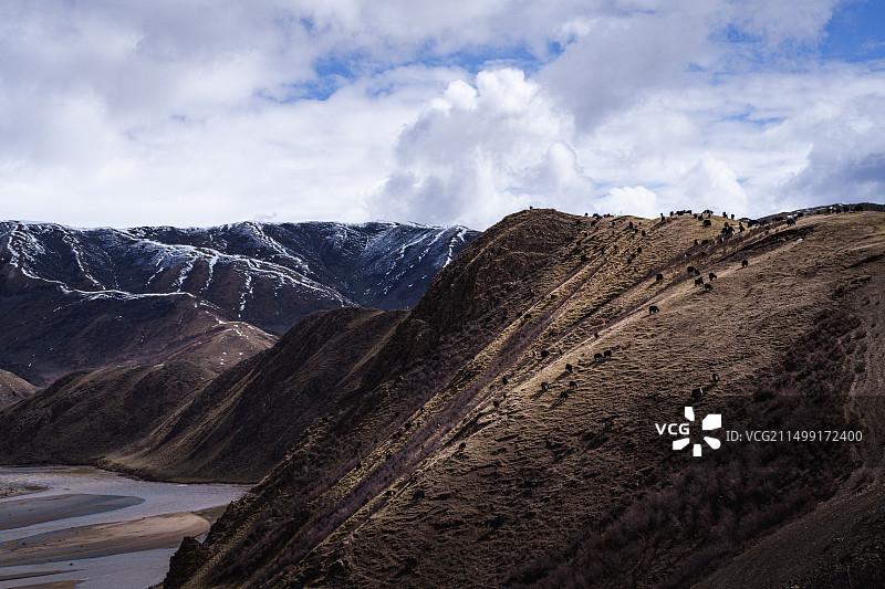 甘南果洛自治州达日县黄河边山坡上的牦牛图片素材