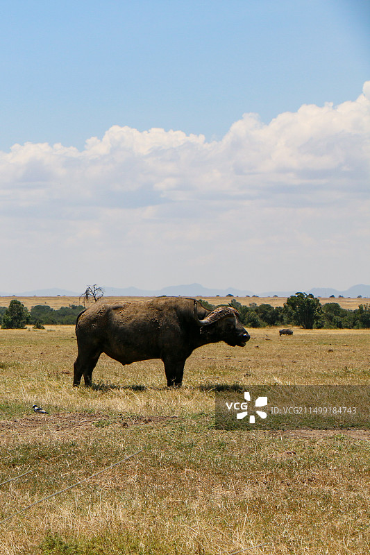 非洲水牛图片素材