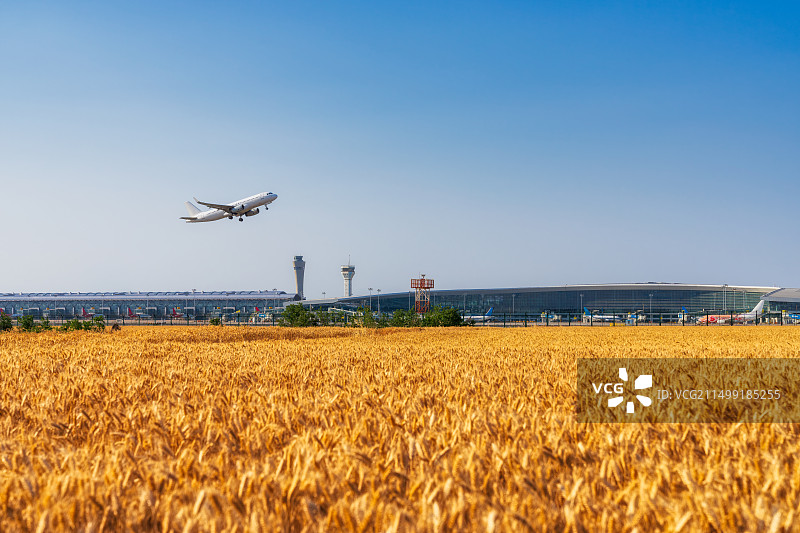 河南郑州新郑国际机场，金色麦田，夏季，飞机起飞，巨大的，芒种，二十四节气，丰收，麦浪，中原粮仓，壁纸图片素材