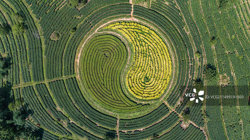 茶园航拍照片3#图片素材