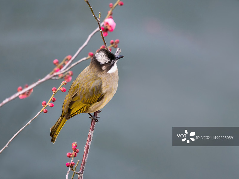 白头鹎图片素材