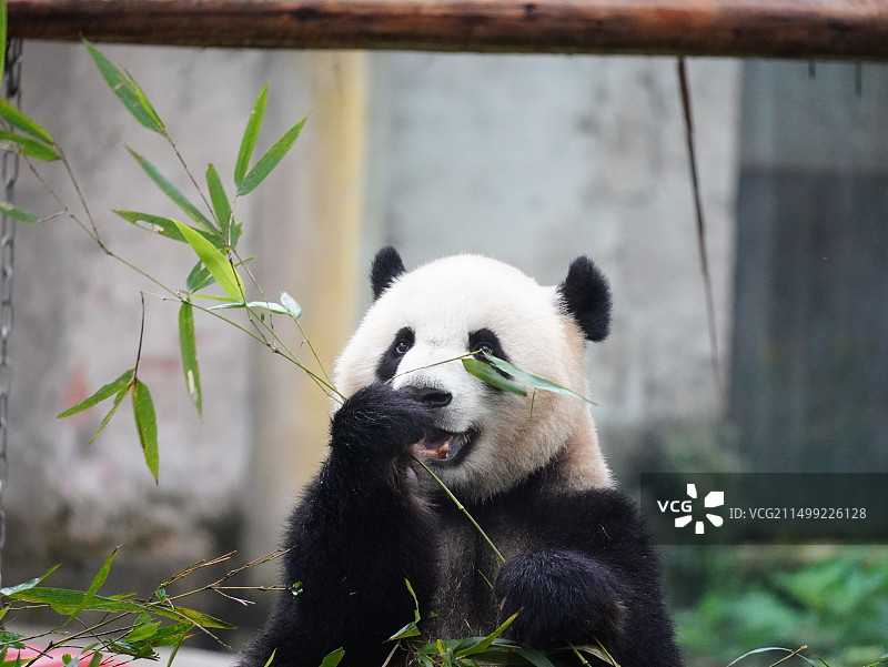 重庆动物园大熊猫图片素材