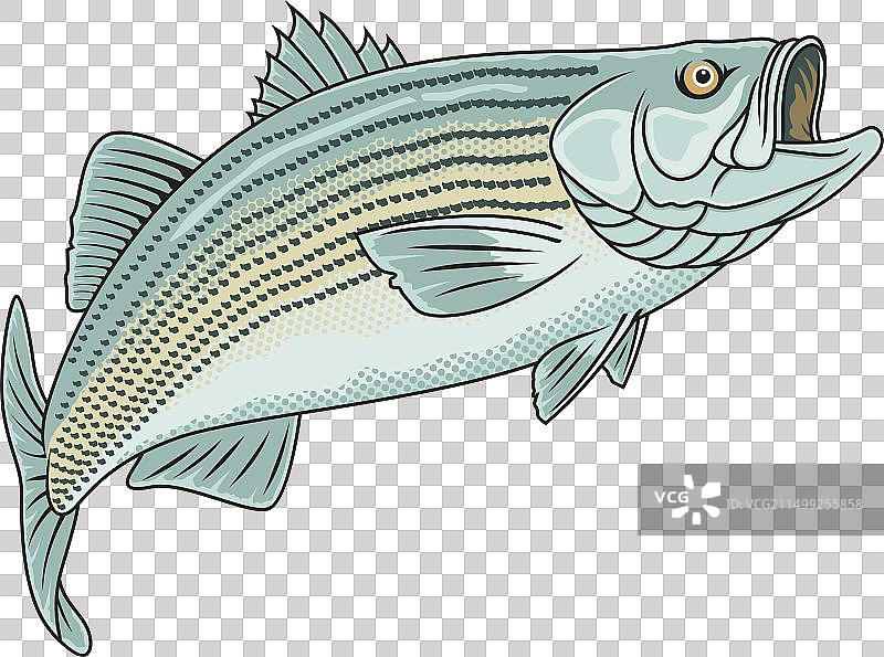 条纹鲈鱼钓鱼标志图片图片素材