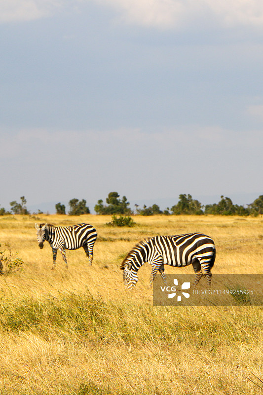 非洲草原风景图片素材