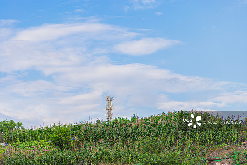 种植的玉米田庄稼与信号塔基站图片素材