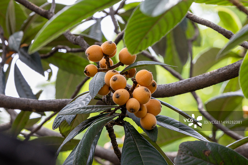 枇杷树图片素材