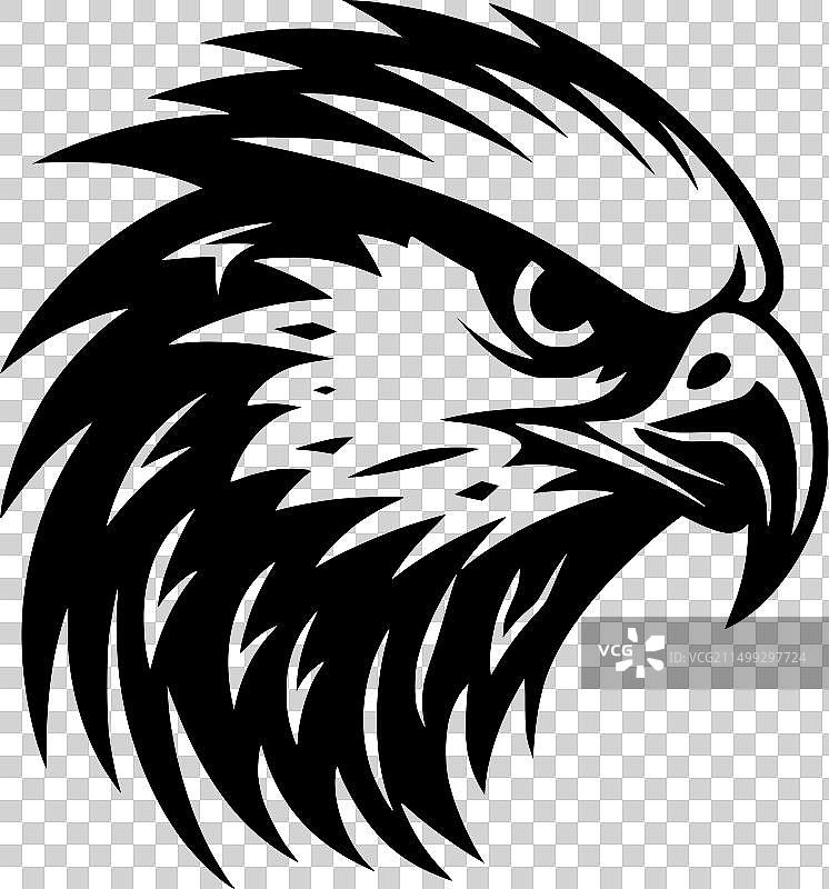 黑白猎隼图片素材