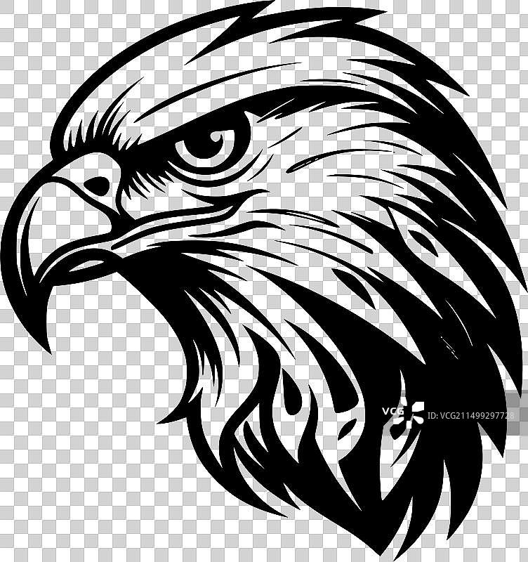 黑白猎隼图片素材