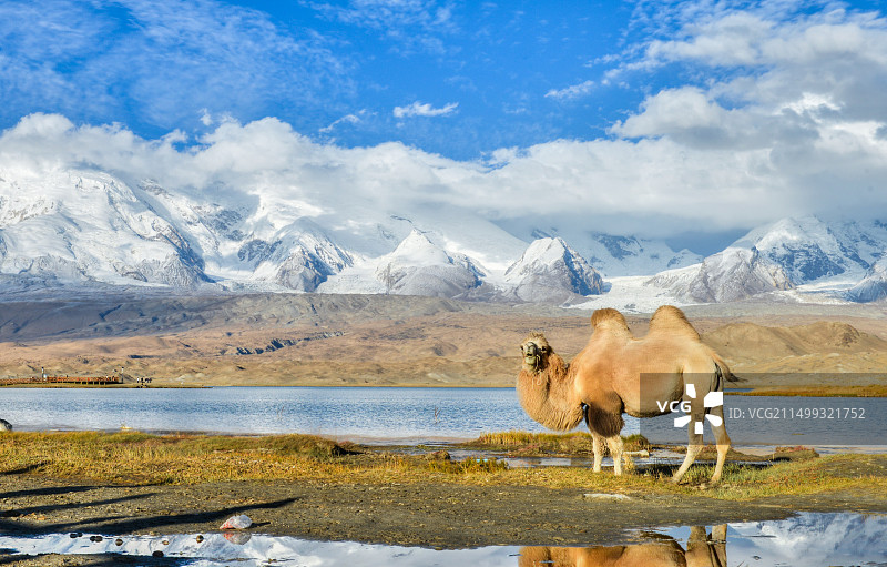 新疆阿克陶县帕米尔高原喀拉库勒湖边的骆驼图片素材