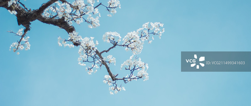 兰州市皋兰县什川世界第一古梨园景区图片素材