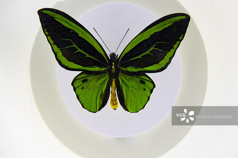 金绿乌翼凤蝶图片素材