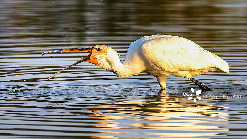 白琵鹭图片素材