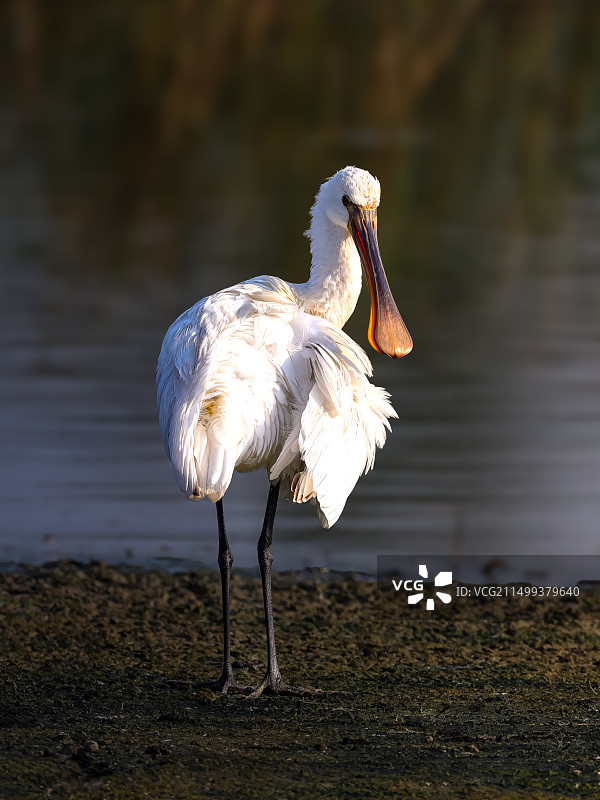 白琵鹭图片素材