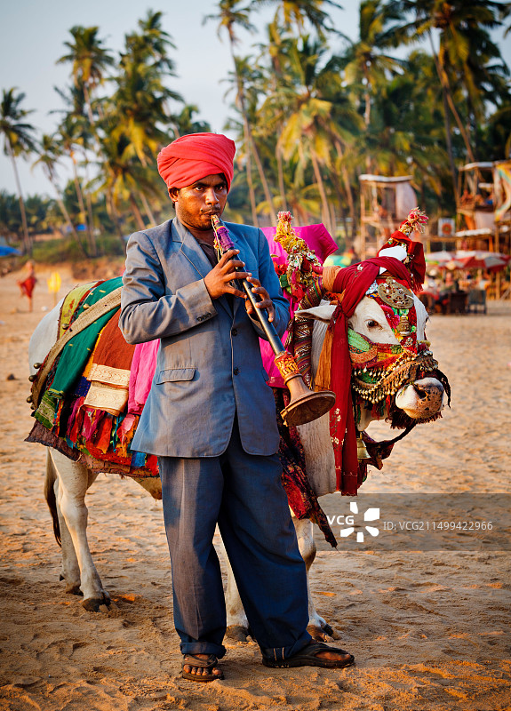 印度杂耍者在果阿邦安朱纳海滩与牛一起吹奏长笛图片素材