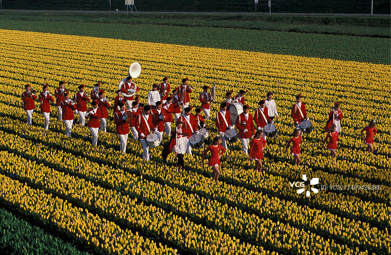荷兰De Zilk：郁金香花田中的铜管乐队图片素材