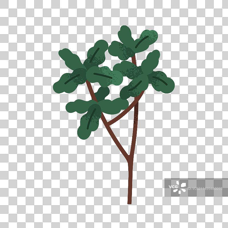 树叶树枝绿色树叶异国情调的热带树枝图片素材