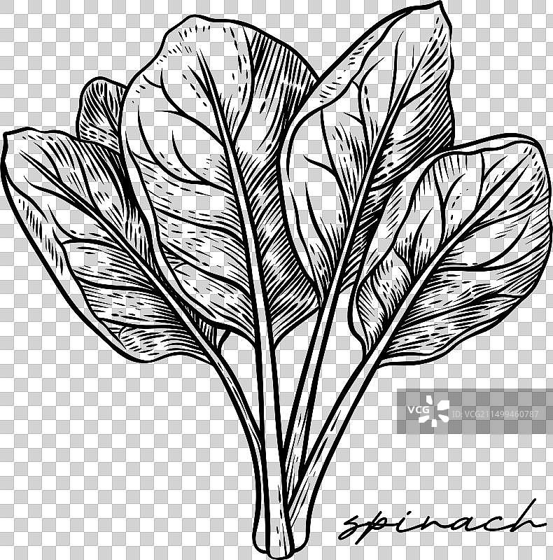 手绘黑白菠菜图片素材