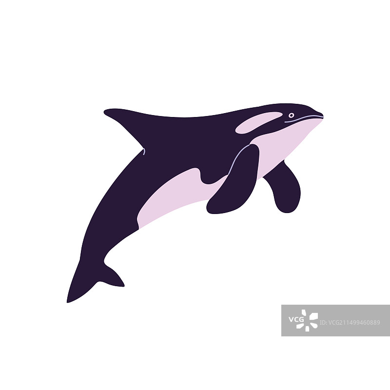 可爱的巨型逆戟鲸跳跃图片素材