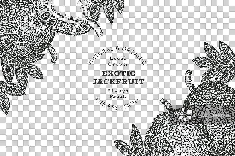 手绘素描风格菠萝蜜banner图片素材