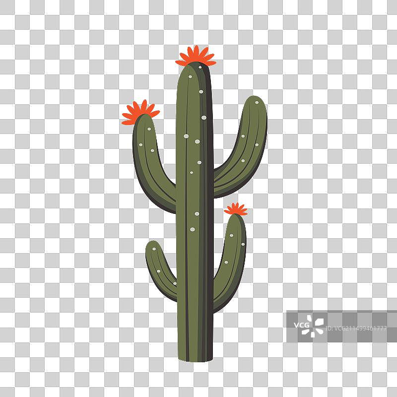 仙人掌花卉植物图片素材