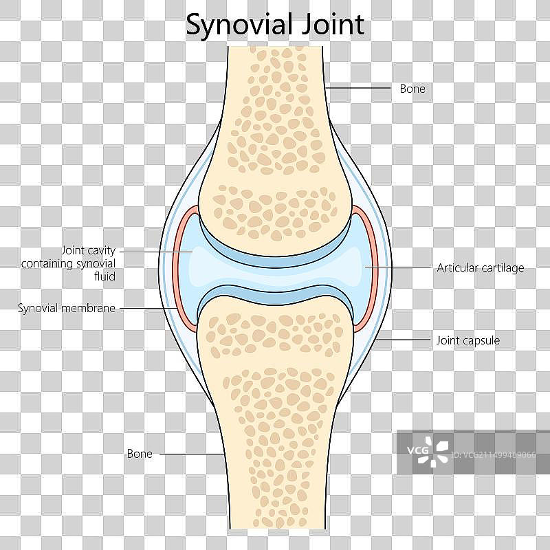 滑膜关节结构图医学图片素材