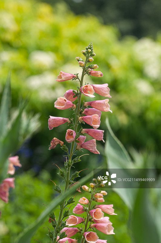 毛地黄图片素材
