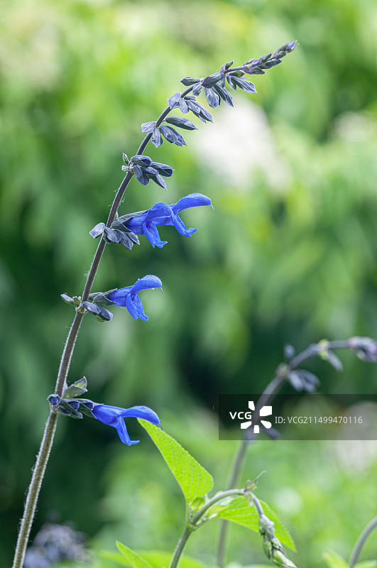 鼠尾草图片素材