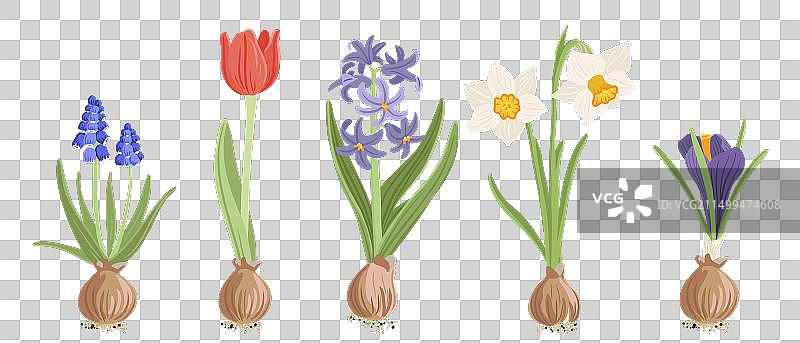 球根植物图片素材
