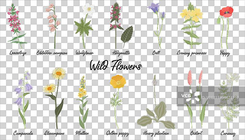 野生花卉绘画图片素材
