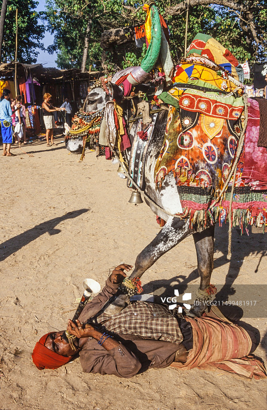 印度北果阿安朱纳海滩嬉皮士跳蚤市场，吹笛人与牛图片素材